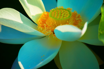 Obraz na płótnie Canvas Close up of white lotus flower