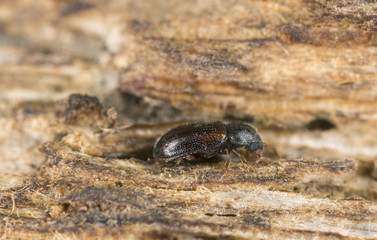 Cryptic slime mold beetle, Sphindus dubius, Sphindidae on wood