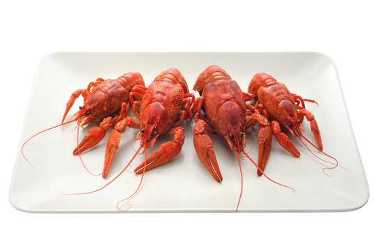 Plate with boiled crawfish isolated.