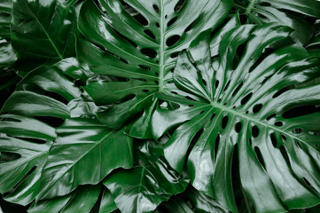 Philodendron monstera obliqua, green leaf background, dark tone - obrazy, fototapety, plakaty