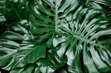 Foto op Canvas Philodendron monstera obliqua, green leaf background, dark tone © amawasri