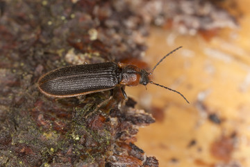 Click beetle, Denticollis linearis on wood