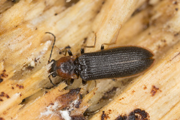 Click beetle, Denticollis linearis on wood