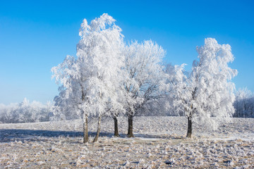 Tree Grove