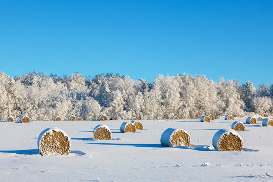 Hay bales on a winter field
