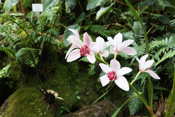 White flowers
