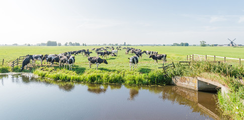 Grazing black and white cows in the Netherlands