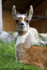 Lama