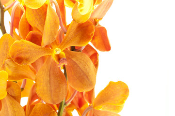 orange orchid isolated on white background