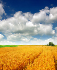 Fototapeta premium Wheat field against a blue sky
