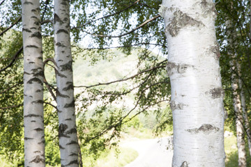 Birch Tree