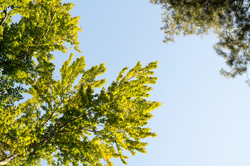 tops of trees against the sky