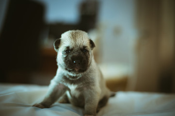Image of cute little puppy closeup indoor