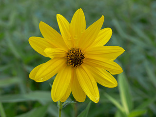 fiore di topinambur (Helianthus tuberosus)