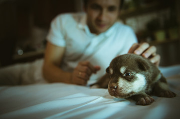 Image of cute little puppy in hands of young man closeup indoor