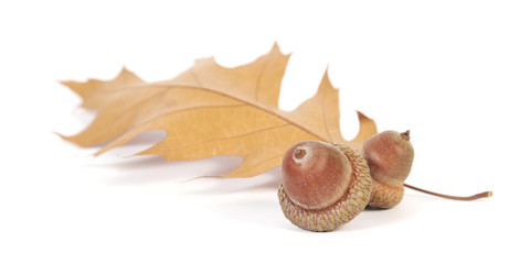 Acorns with an oak leaf on the white background © Tomashko