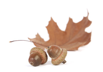 Acorns with an oak leaf on the white background