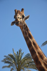 Obraz premium lustige Giraffe