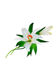 Obraz premium bouquet of lily flowers isolated on white background