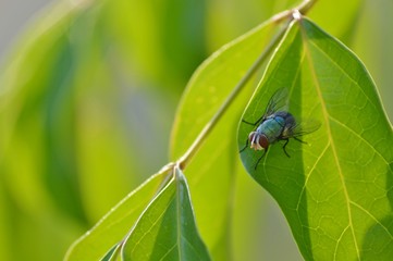 A fly on green leaf