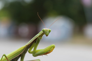 Praying mantis