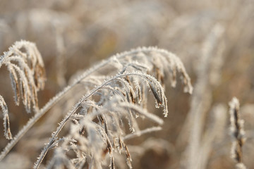 Fototapeta premium Трава в инее