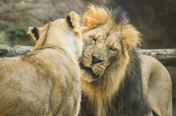 Tenerezze tra leoni