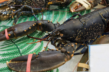 Fresh lobsters