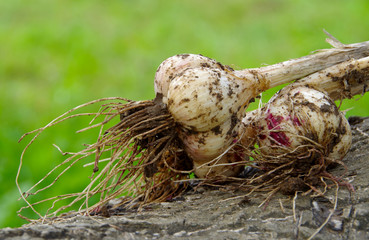 Garlic pulled out of the soil