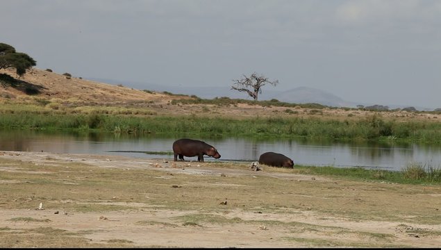 Female hippo and her cub on the lake.