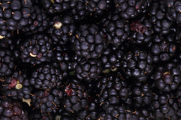 blackberries background