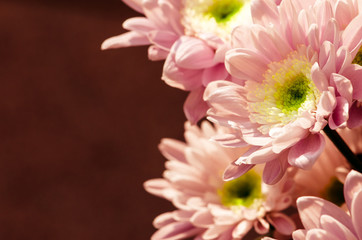 Fototapeta premium chrysanthemum flower