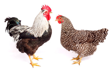 Rooster and chicken on white background