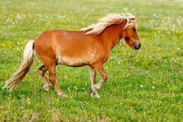 Naklejka na ściany i meble Small pony horse (Equus ferus caballus)