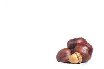 chestnut with crust and acorn on a white background