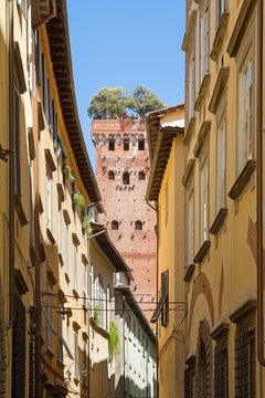 Guinigi tower in Lucca, Italy