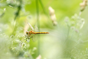 Dragonfly on flower with green grass in background