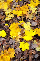 Colourful autumn leaves on the ground