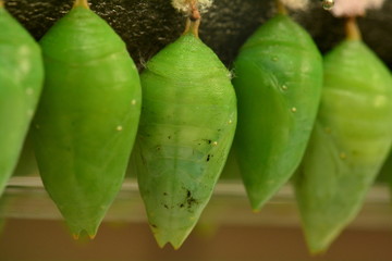 Blue Morpho cocoons