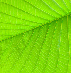 fine leaf texture