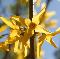 Forsythia beautiful flower © 7monarda