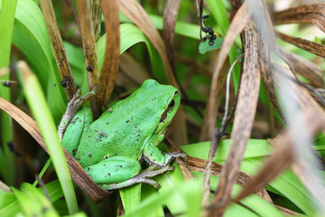Laubfrosch