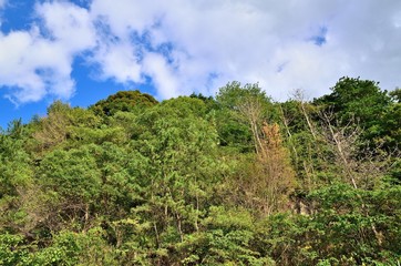 Obraz premium 秋の山肌