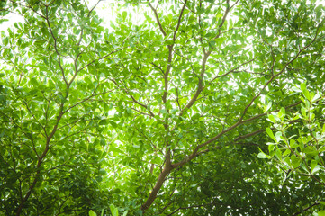 Fototapeta na wymiar Green Tree looking up