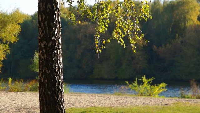 Autumn birtch contre