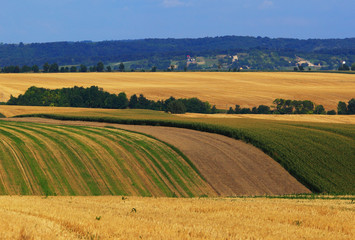Fototapeta na wymiar Cultivated agricultural landscape