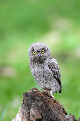 Eurasian Scops Owl (Otus scops) on branch