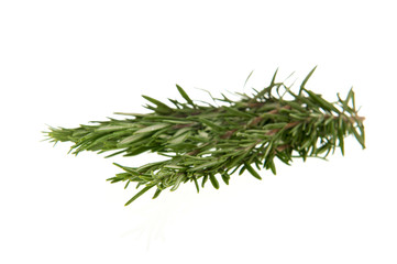 Rosemary herbs