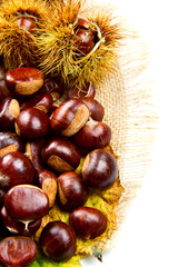 Sweet chestnut on white background.