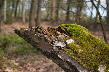 Tree trunk with moss
